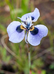 Moraea villosa