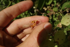 Clematis lathyrifolia