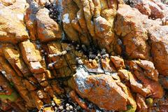 Crassula rupestris rupestris