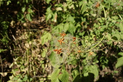 Clematis lathyrifolia