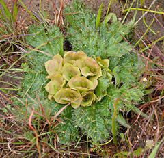 Arctopus monacanthus