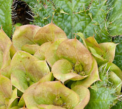 Arctopus monacanthus