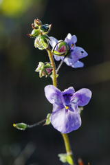 Diascia parviflora