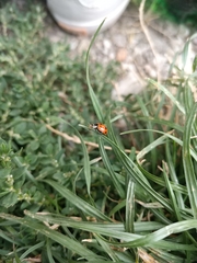 Ceratomegilla undecimnotata