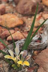 Babiana patula