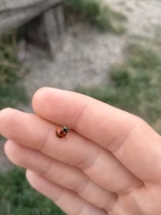 Ceratomegilla undecimnotata