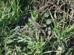 Thamnophis sirtalis tetrataenia