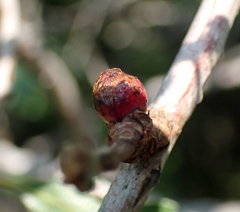 Disholcaspis perniciosa