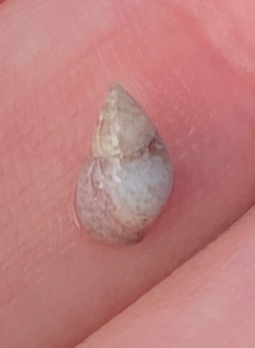 Hinea zonata observed 2021-08-18