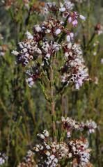 Erica verecunda