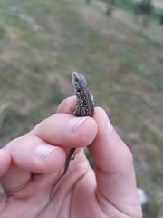 Lacerta agilis