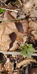 Tettigidea