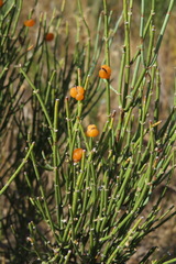 Ephedra procera