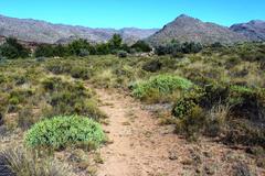Leucadendron glaberrimum glaberrimum