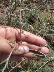 Petrosimonia triandra
