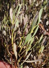 Leucadendron glaberrimum glaberrimum