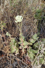 Hylotelephium caucasicum