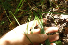 Carex muricata