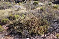 Leucadendron glaberrimum glaberrimum