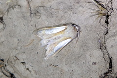 Cucullia argentina