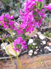 Indigofera sulcata