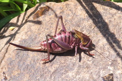 Psorodonotus
