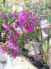 Indigofera sulcata