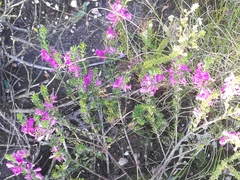 Indigofera sulcata