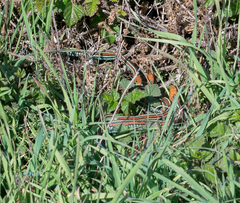 Thamnophis sirtalis tetrataenia