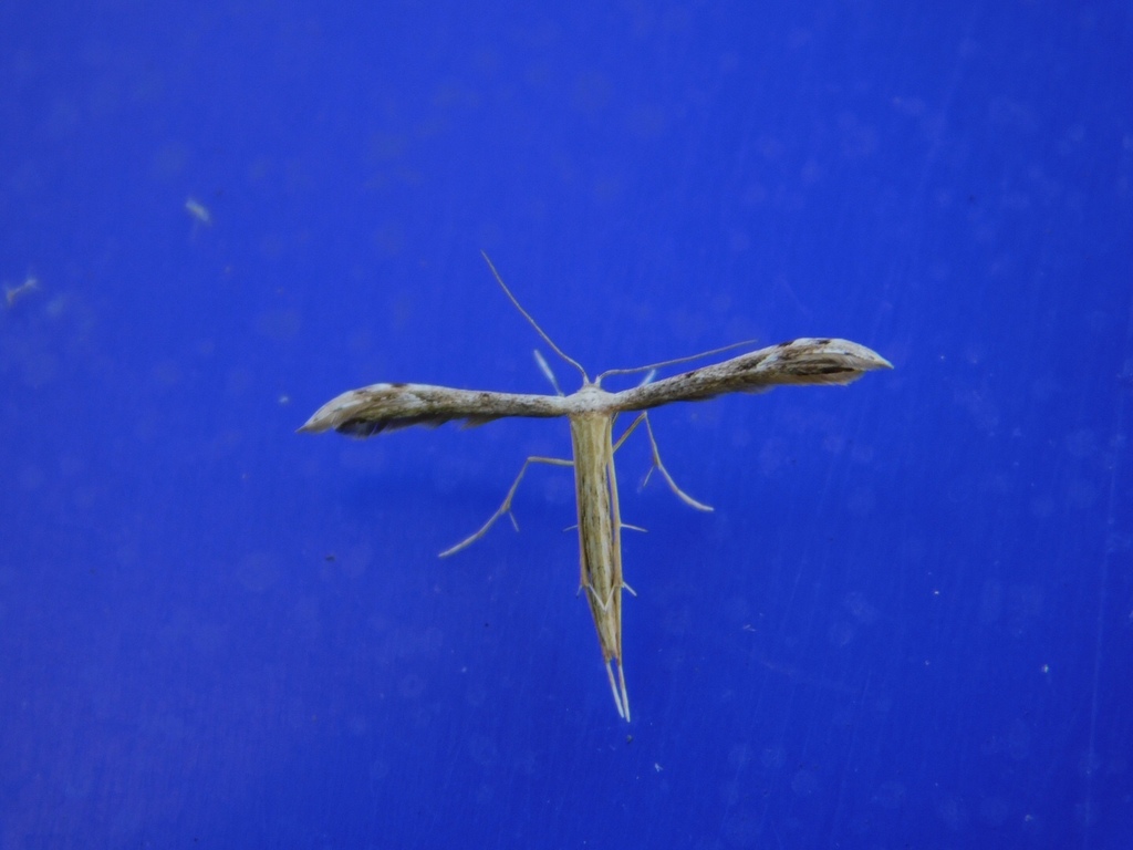 Belfrage's Plume Moth