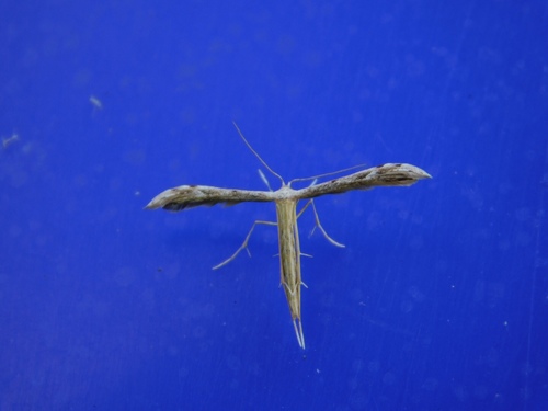 Belfrage's Plume Moth