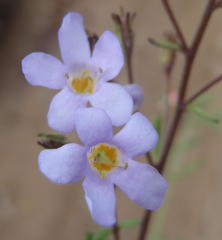 Chaenostoma campanulatum