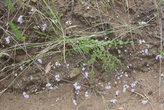 Chaenostoma campanulatum