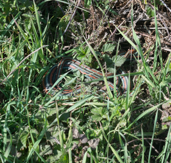 Thamnophis sirtalis tetrataenia