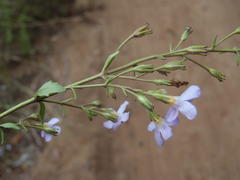Chaenostoma campanulatum