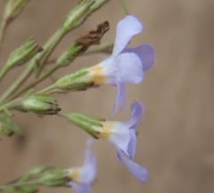 Chaenostoma campanulatum