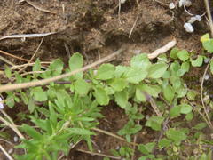 Chaenostoma campanulatum