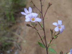 Chaenostoma campanulatum