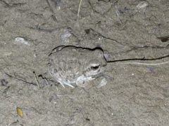 Pleurodema nebulosum