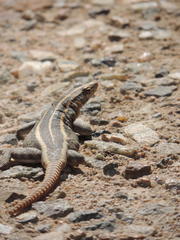 Platysaurus intermedius rhodesianus