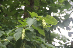 Carpinus cordata