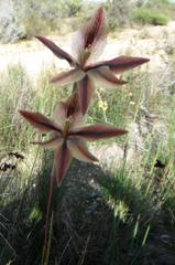 Gladiolus hyalinus