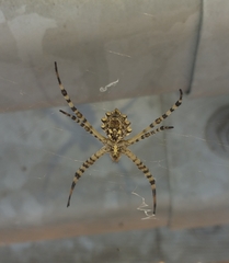 Argiope lobata