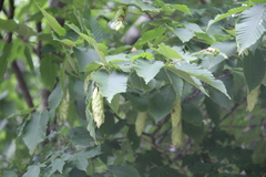 Carpinus cordata