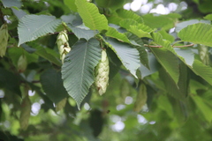 Carpinus cordata