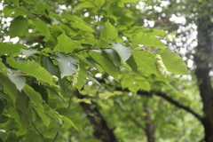 Carpinus cordata