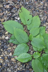 Carpinus cordata