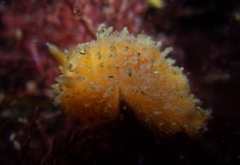 Thordisa bimaculata