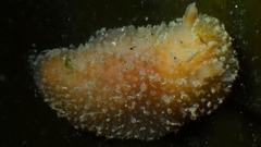 Thordisa bimaculata