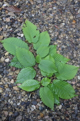 Carpinus cordata